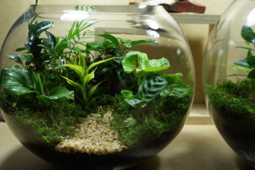 How do you make a fishbowl terrarium?