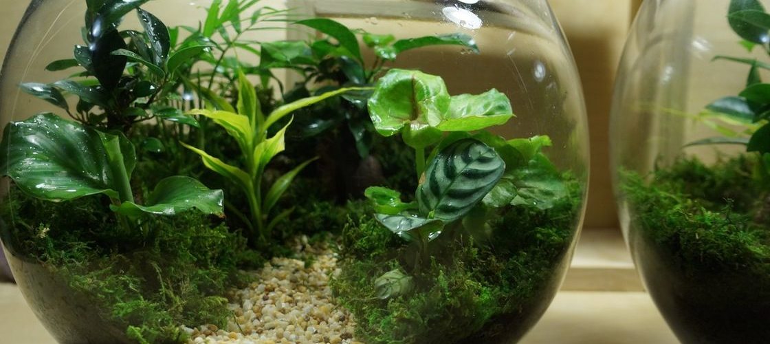 How do you make a fishbowl terrarium?