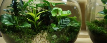 How do you make a fishbowl terrarium?