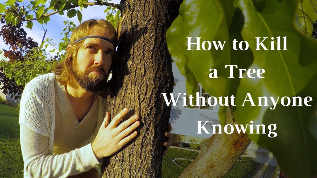 How do you secretly kill a sycamore tree?