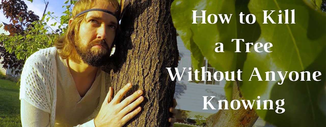 How do you secretly kill a sycamore tree?