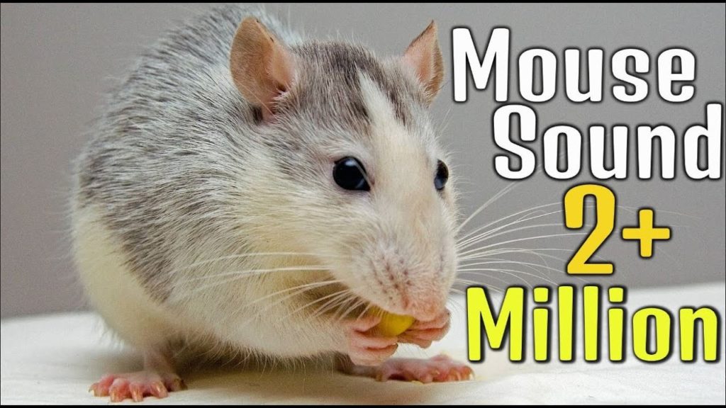 How does a mouse sound?