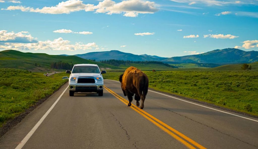 How long does it take to drive the loop in Yellowstone?