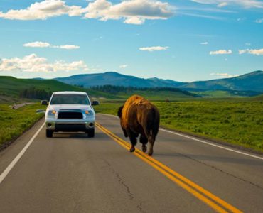 How long does it take to drive the loop in Yellowstone?