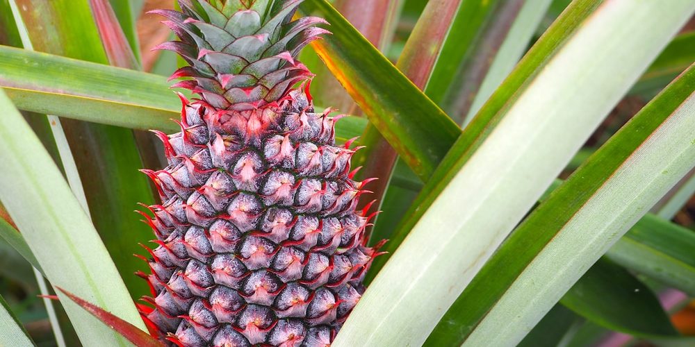 How long does it take to grow a pineapple plant?