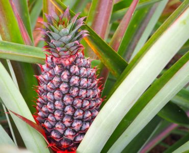 How long does it take to grow a pineapple plant?