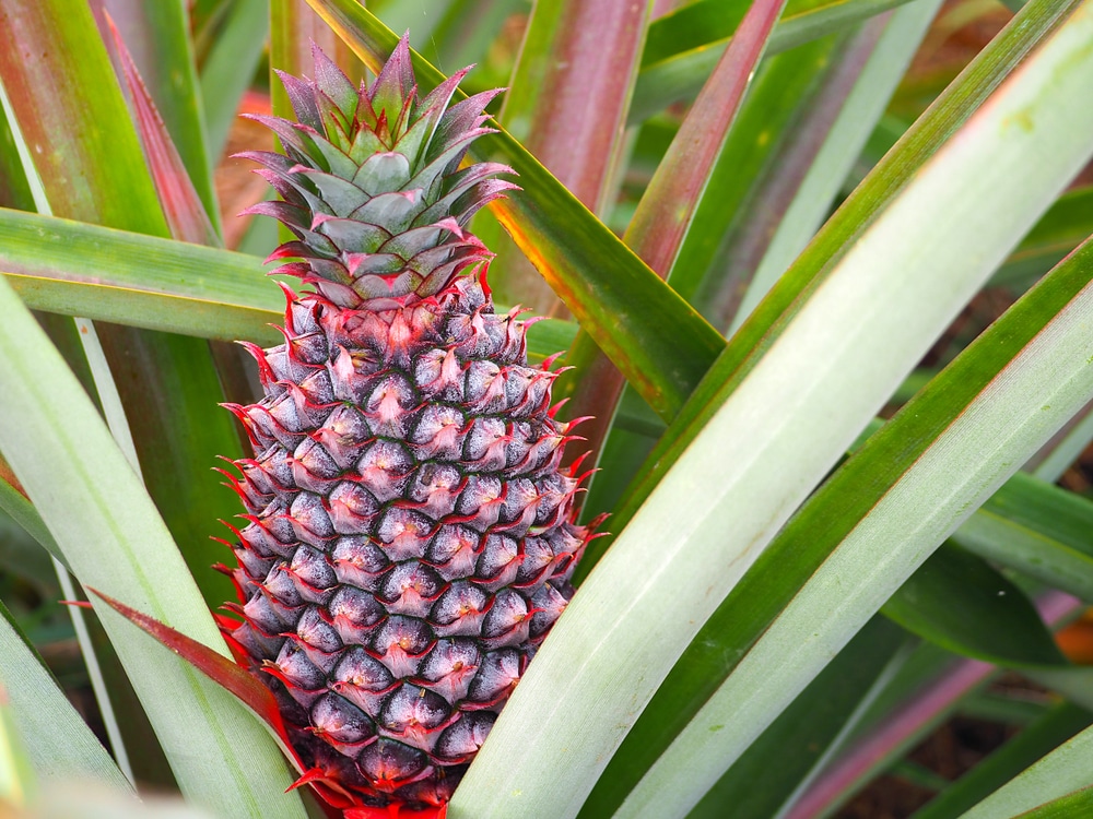 How long does it take to grow a pineapple plant?