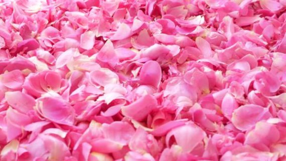 how-much-are-real-rose-petals