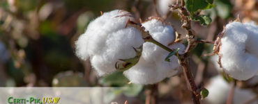 Is Pima cotton or Egyptian cotton better?