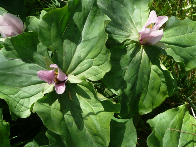 Is White Trillium rare?