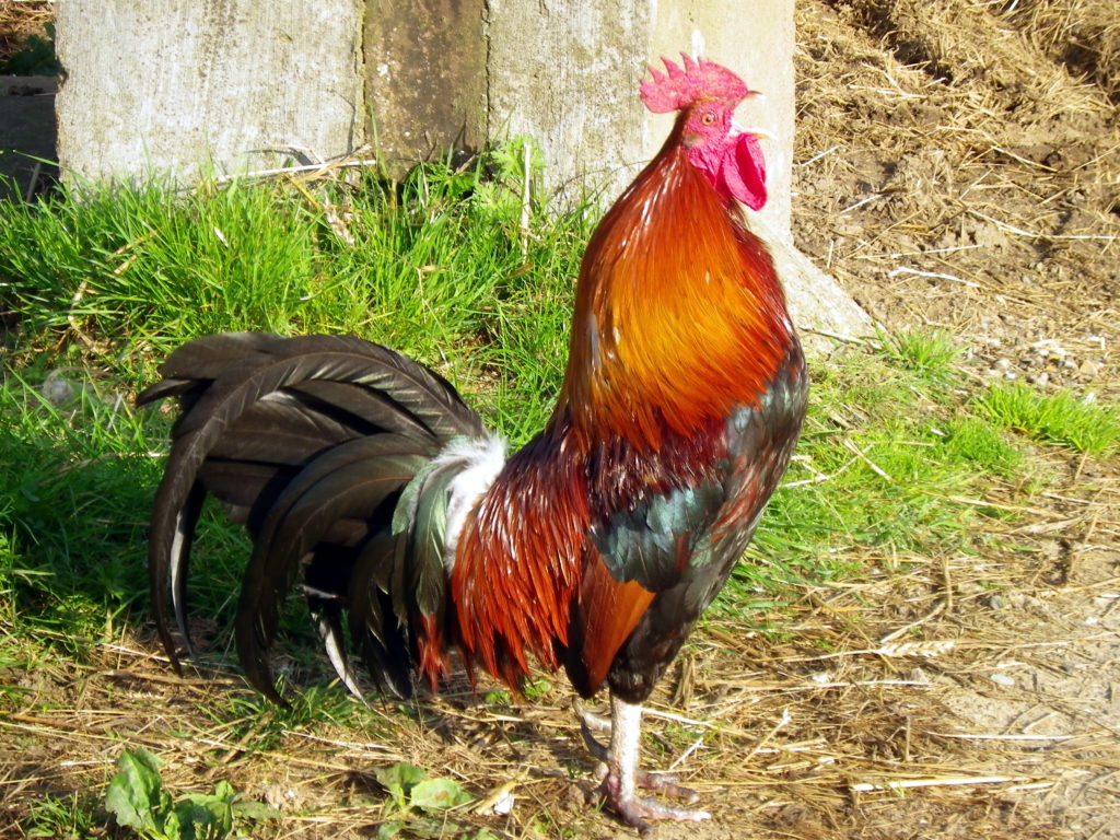 Is a cockerel?