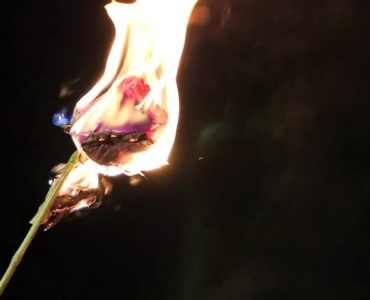Is it bad to burn a rose?