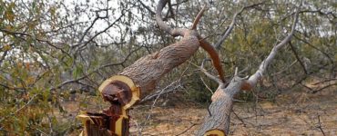 Is it illegal to cut down manzanita trees?
