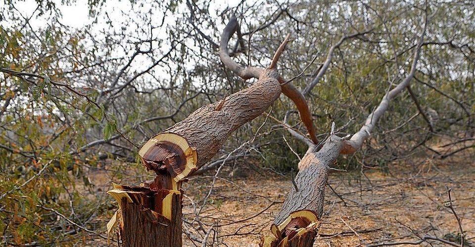 Is it illegal to cut down manzanita trees?