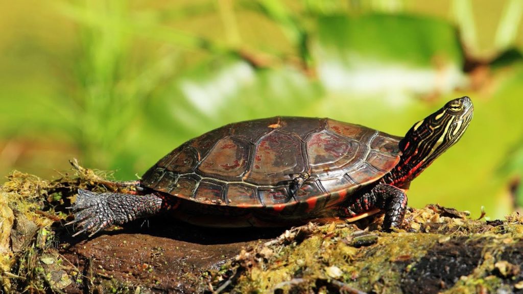 Is it illegal to take a painted turtle from the wild?