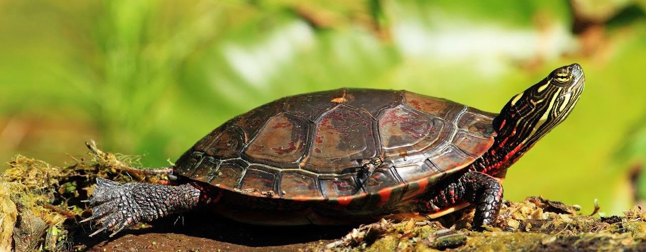 Is it illegal to take a painted turtle from the wild?