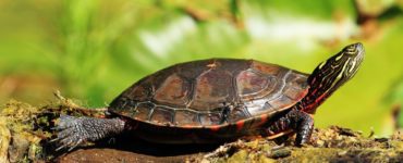 Is it illegal to take a painted turtle from the wild?