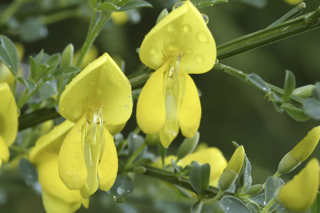 Is sweet broom plant poisonous to dogs?