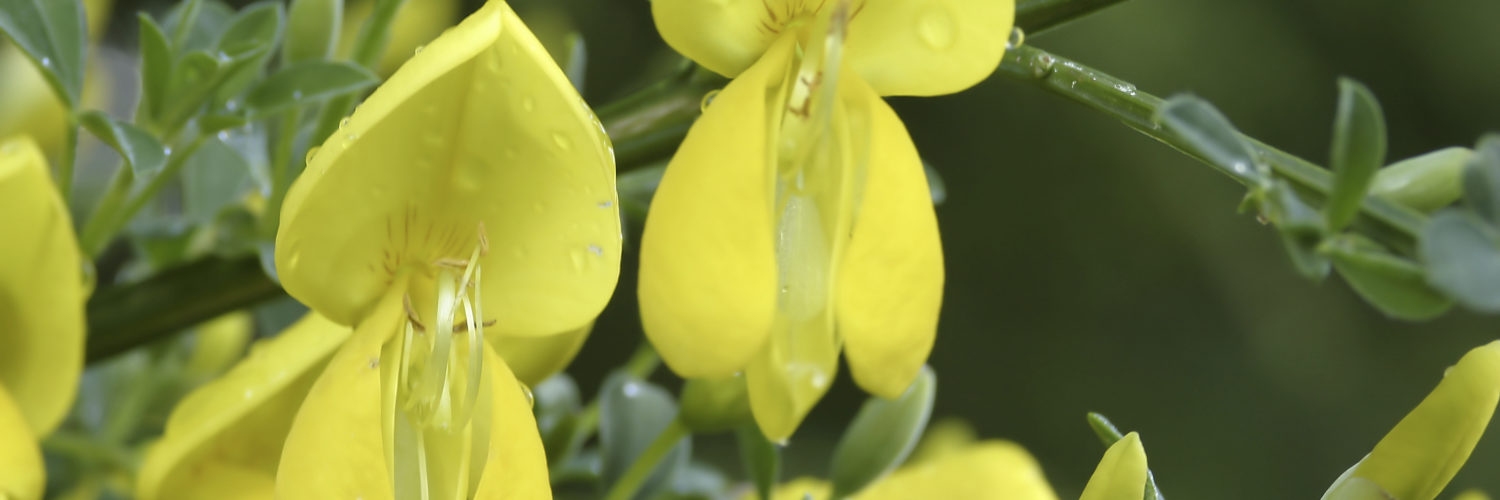 Is sweet broom plant poisonous to dogs?