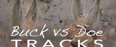 Is there a difference between doe and buck tracks?