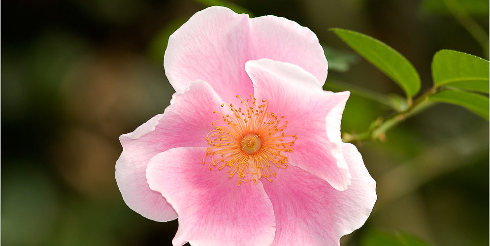 Is there a pink Cherokee Rose?