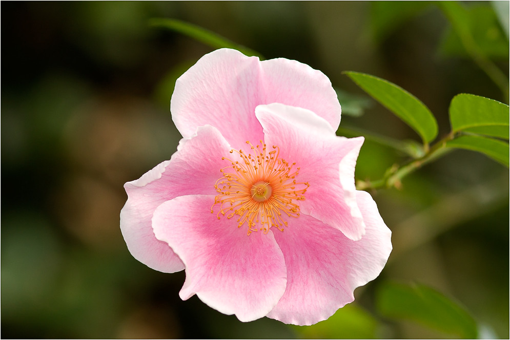 Is there a pink Cherokee Rose?