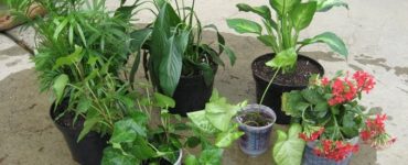 Is there money in selling plants?