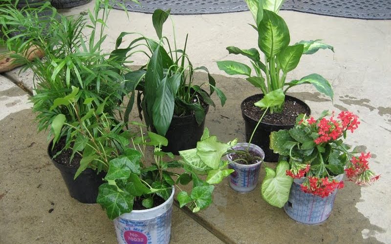 Is there money in selling plants?