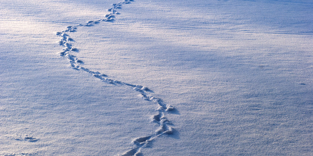 What animal leaves a single track in the snow?