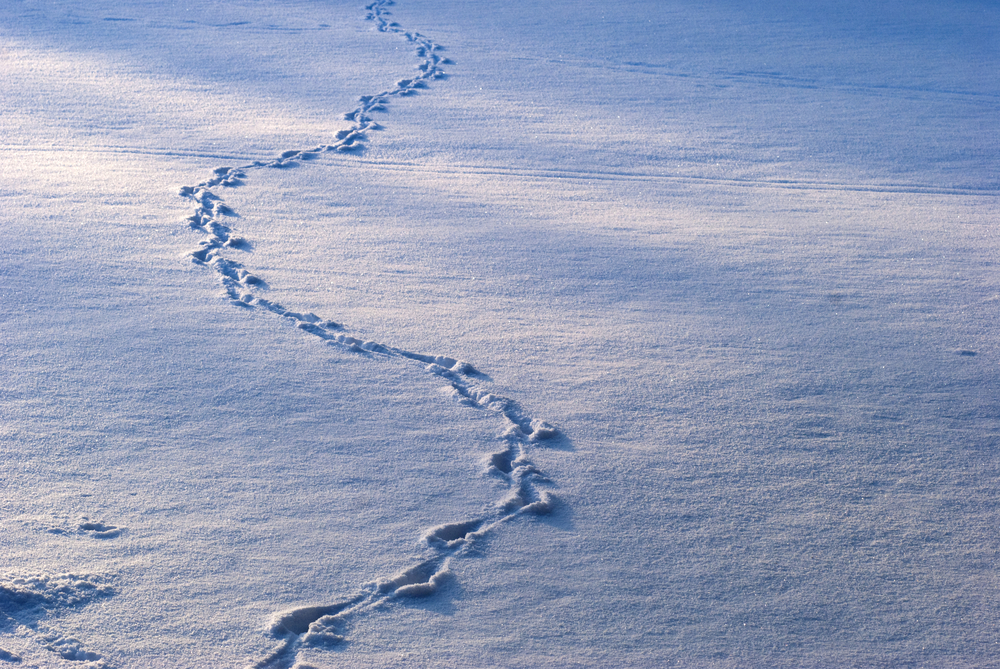 What animal leaves a single track in the snow?