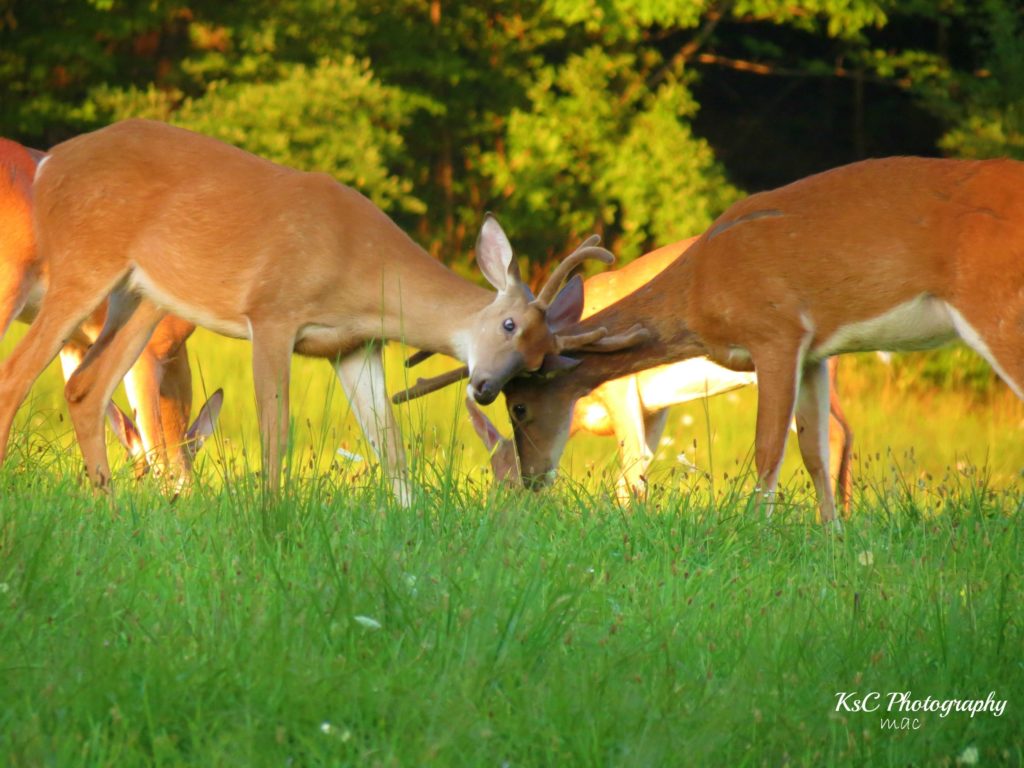 What animals are called bucks?