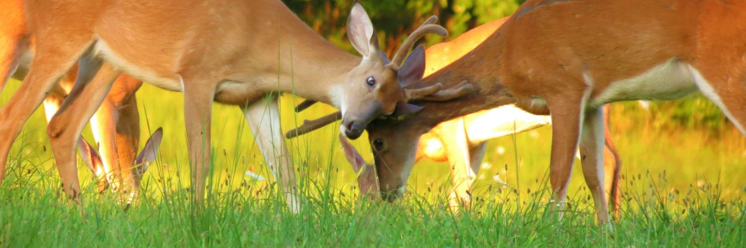 What animals are called bucks?