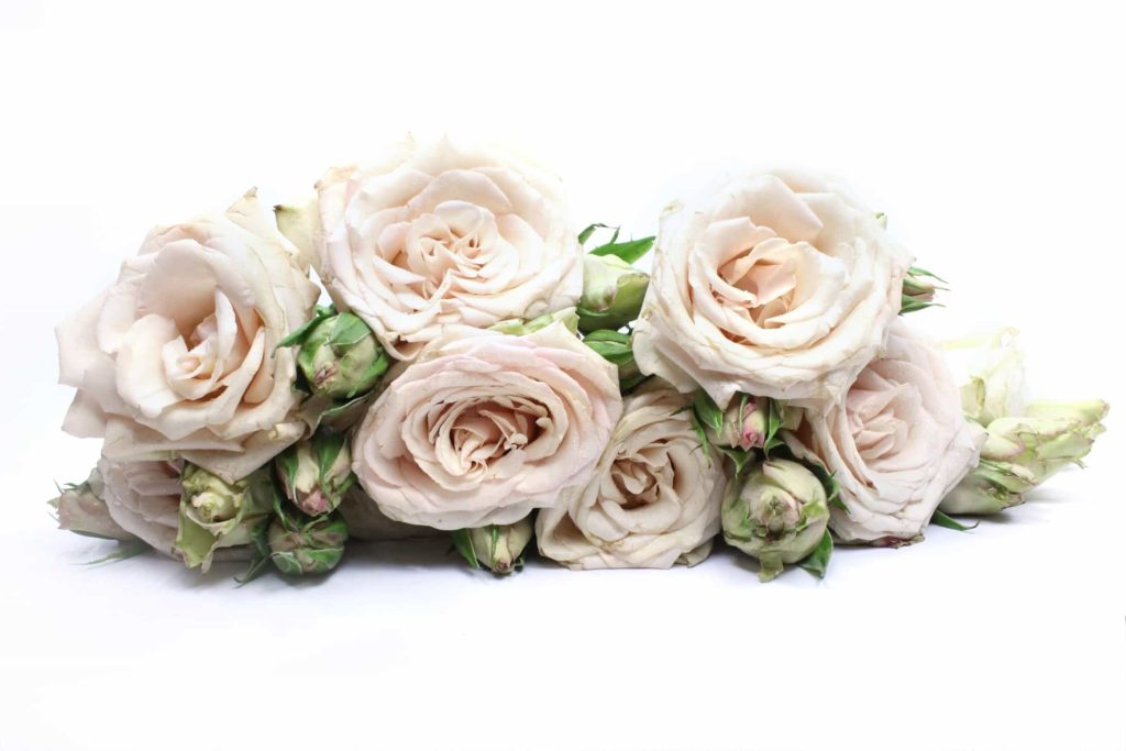 What are beige roses called?