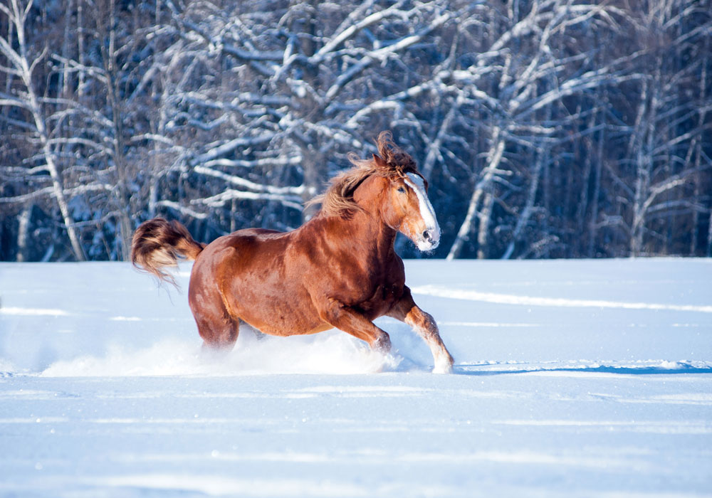 What breed of horse is the strongest?