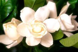 What colors do gardenias come in?