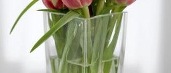 What do you put in water to make tulips last longer?