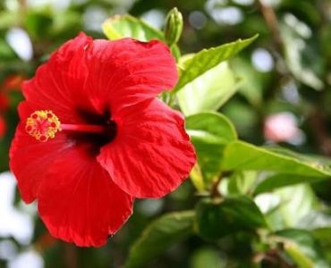 What flowers are monocots?