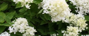 What happens if you don't prune your hydrangeas?