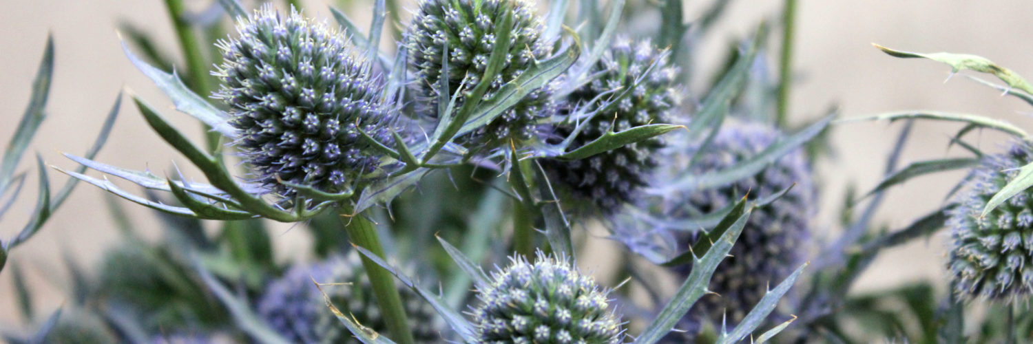What is a blue thistle?