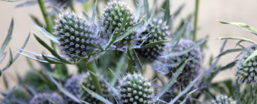 What is a blue thistle?