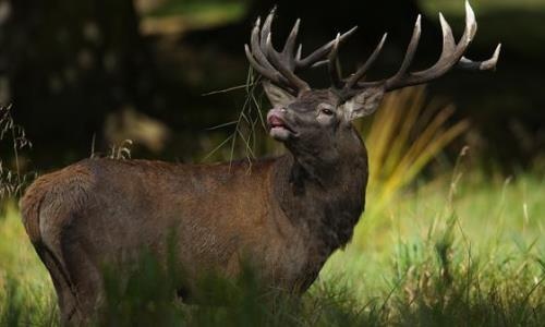 What is a female stag called?