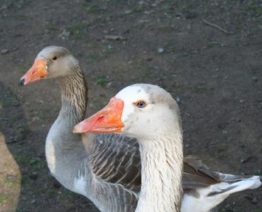 What is a female usher called?