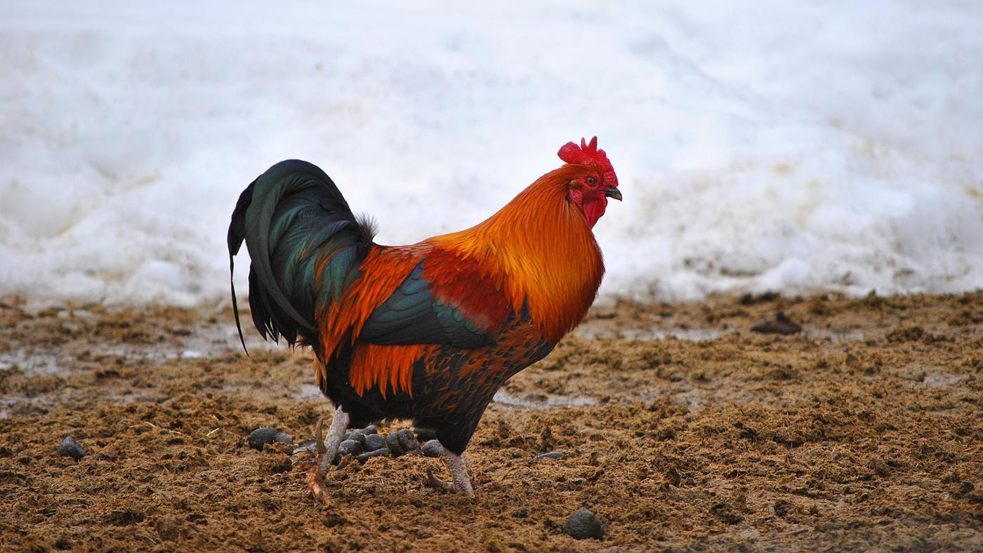 What Is A Male Chicken Called In Spanish