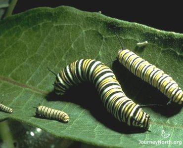 What is a stag do called in America?