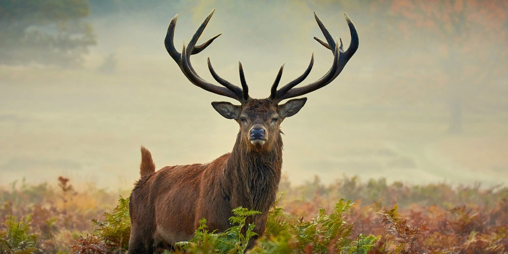 What is a stag guy?