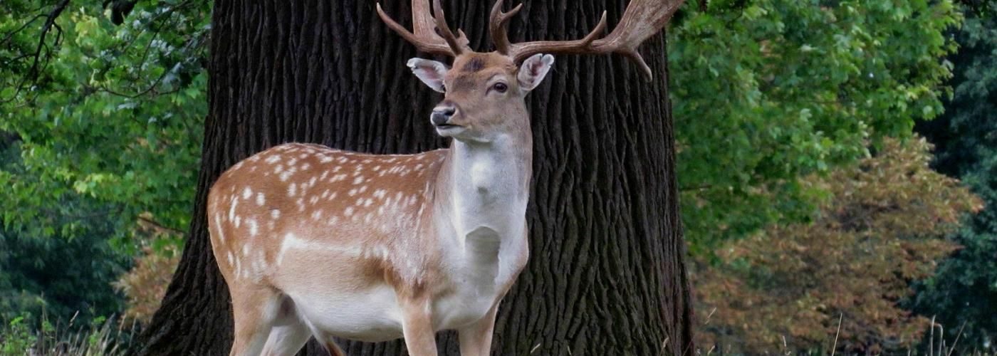What is a stag vs buck?