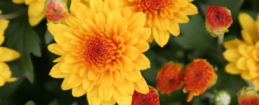 What is the best flower to plant right now?