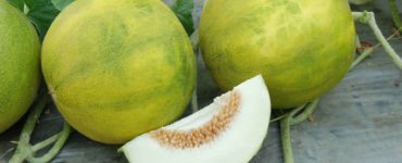 What is the best tasting melon?