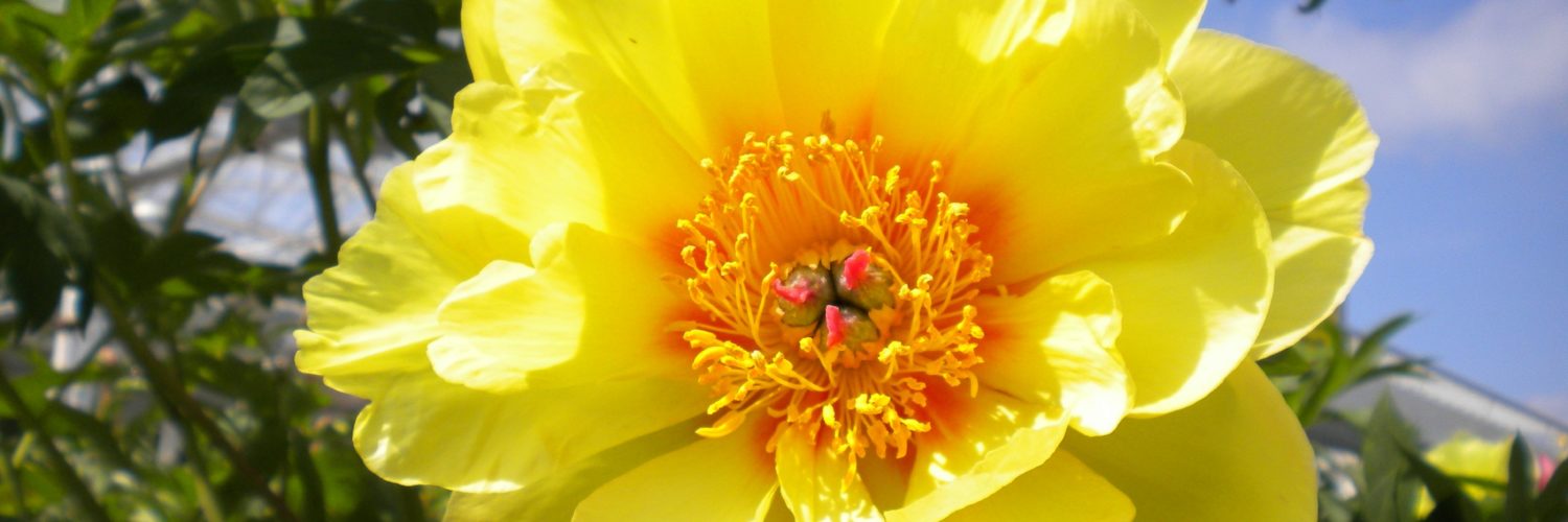 What is the best yellow peony?