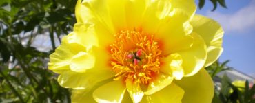 What is the best yellow peony?